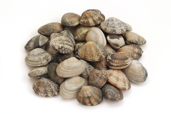 CLAM ASARI